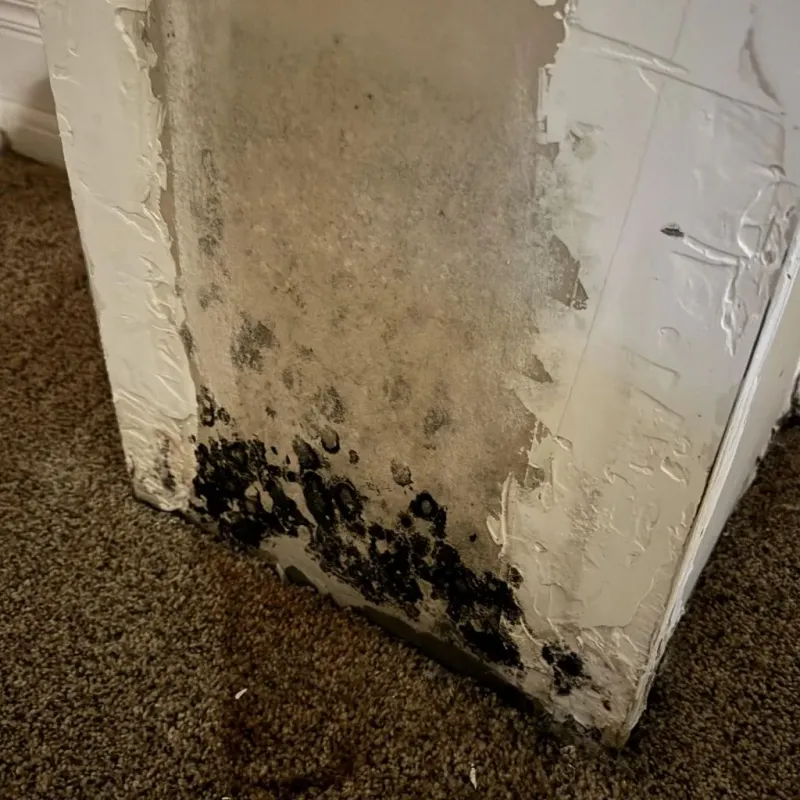 Professional Mold Removal in Christmas, FL